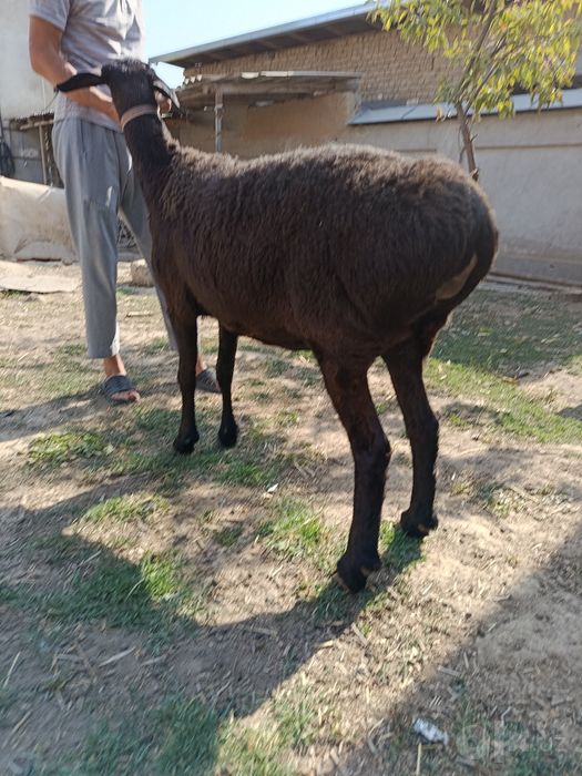 Qoy sotiladi tozasidan
