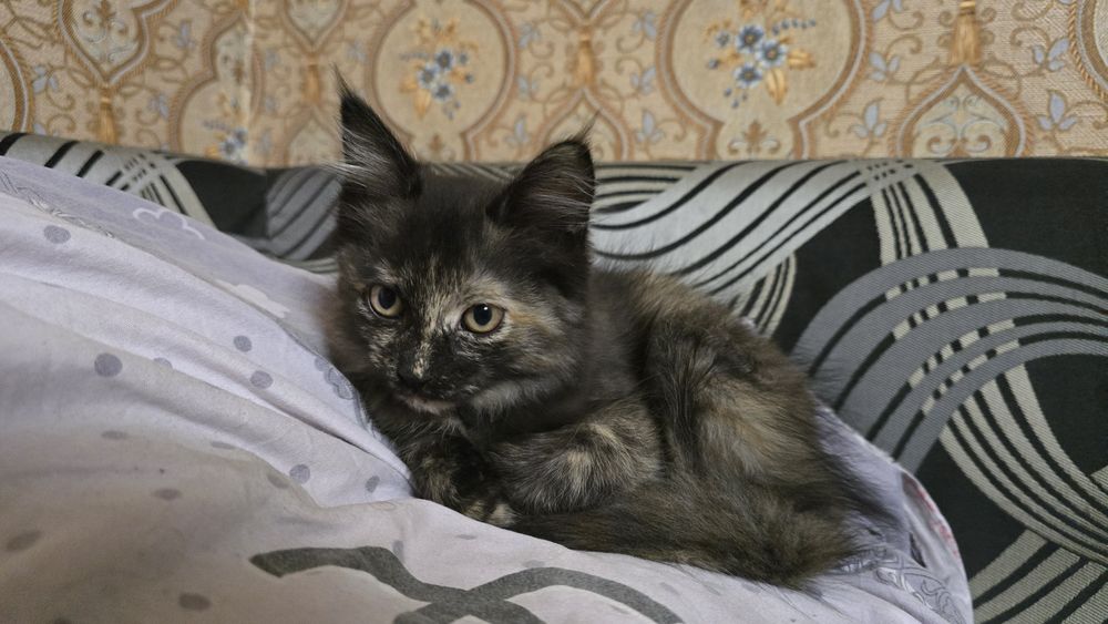 Котенок 4 месяца. Девочка.