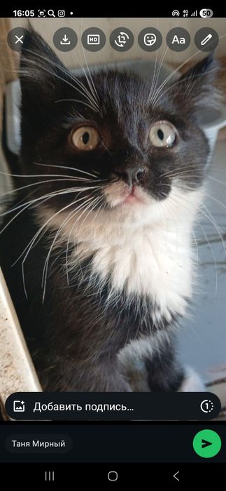 Котята  мальчики  и девочки 2 мес