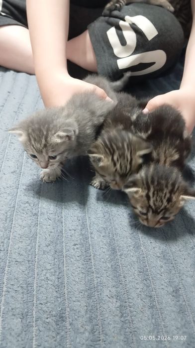 Продам котят красивые ласковые