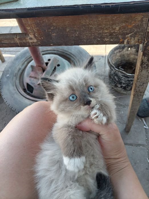 Дарю котят в добрые руки