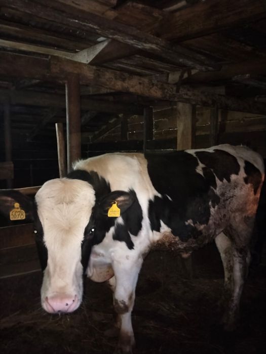 Бычки стоит на откорме