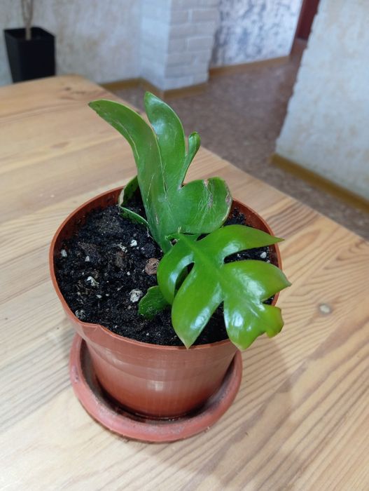 Эпифиллум цветок