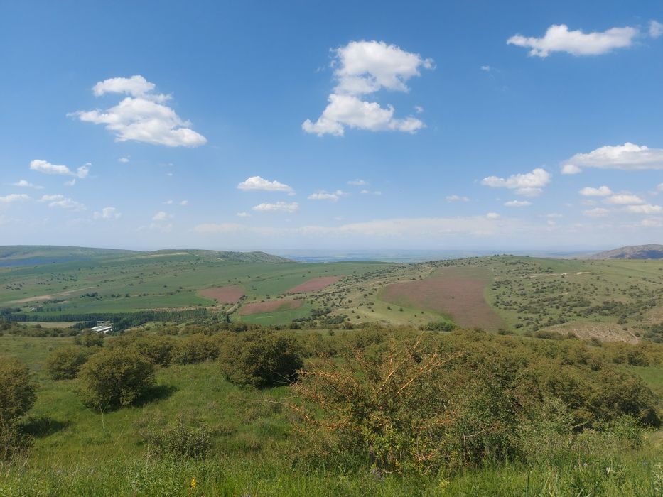 Мед натуральный  .