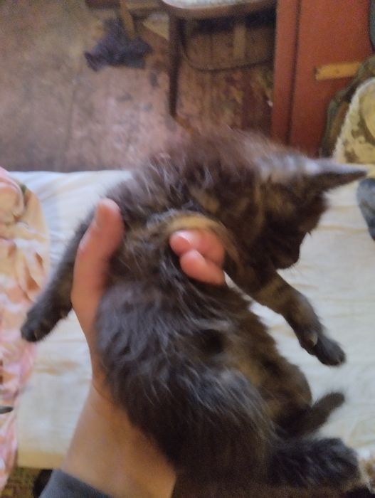 Котята сомалийской пароды