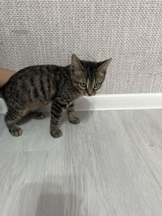 Продам котенок 2 мес,сибирская