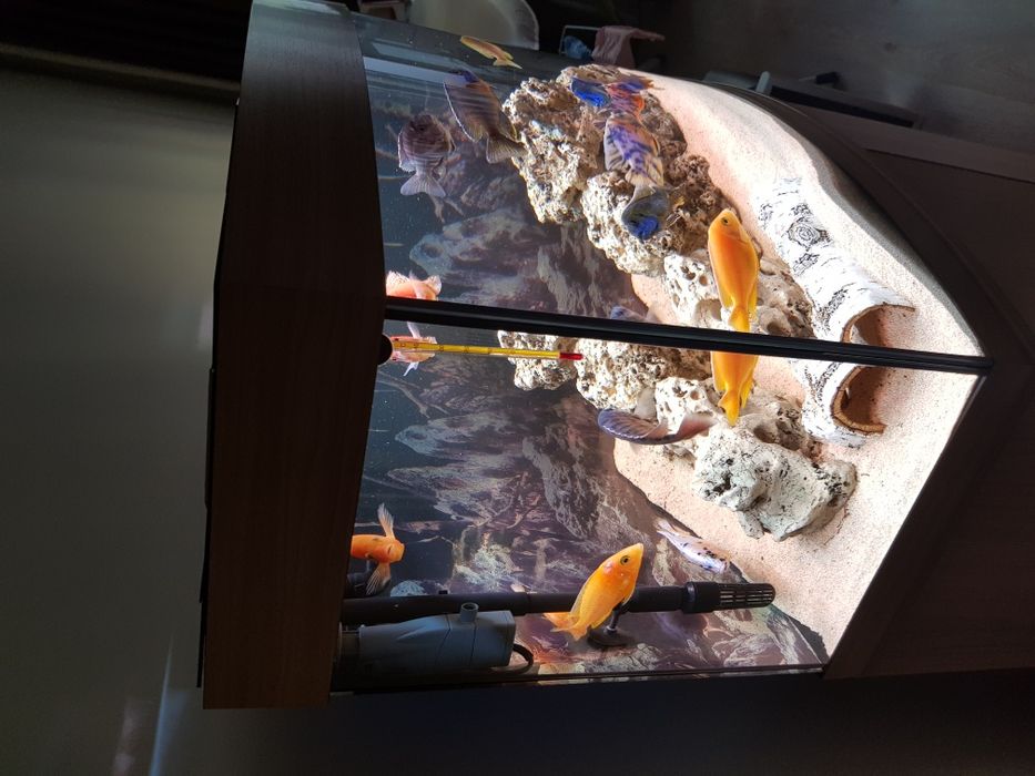 Acvariu complet echipat inclusiv dulap Juwel Vision 180 litri LED