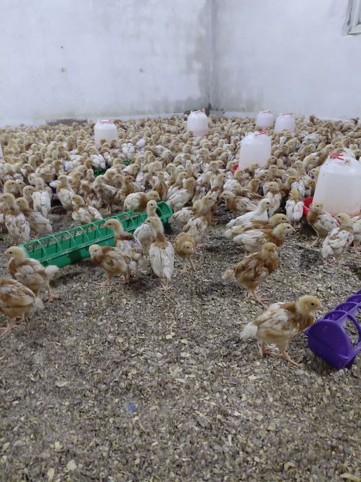 Молодки ломан браун оптом