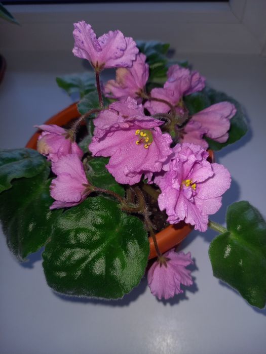 Продам  фиалку в горшке