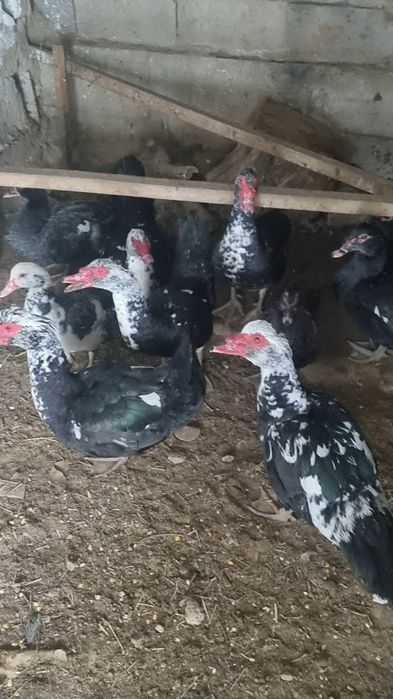 Продаётся индоутки в городе кентау