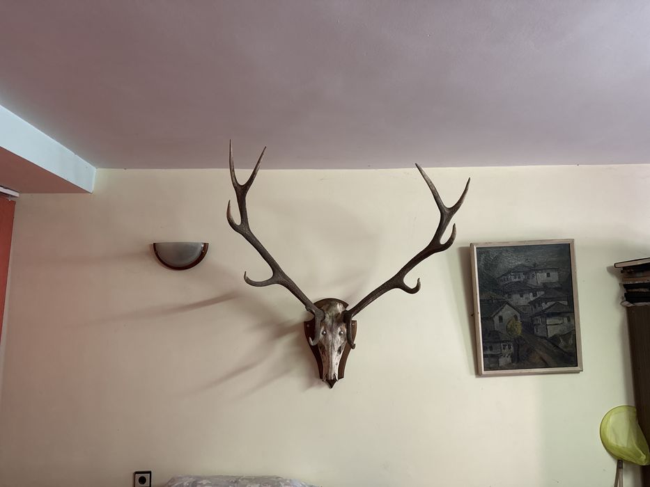 Истински Масивни Еленови Рога с Череп