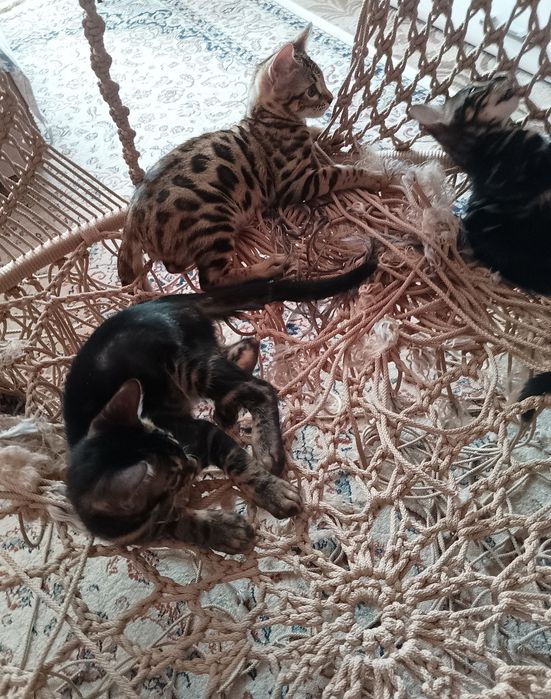 Бенгальские котята