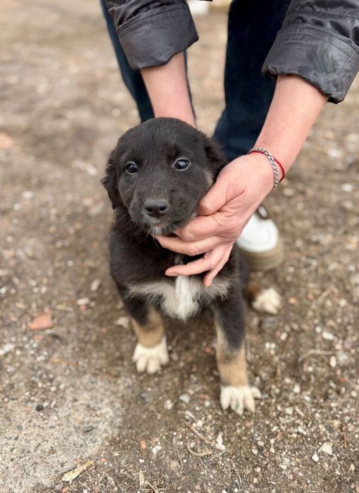 Отдадим щенят в добрые руки