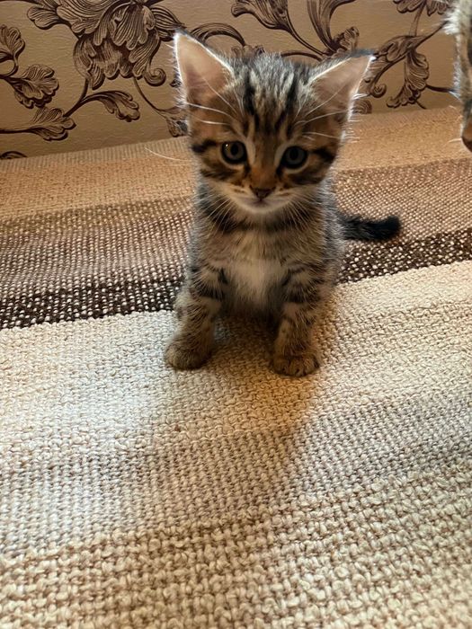 Отдам котят в добрые руки