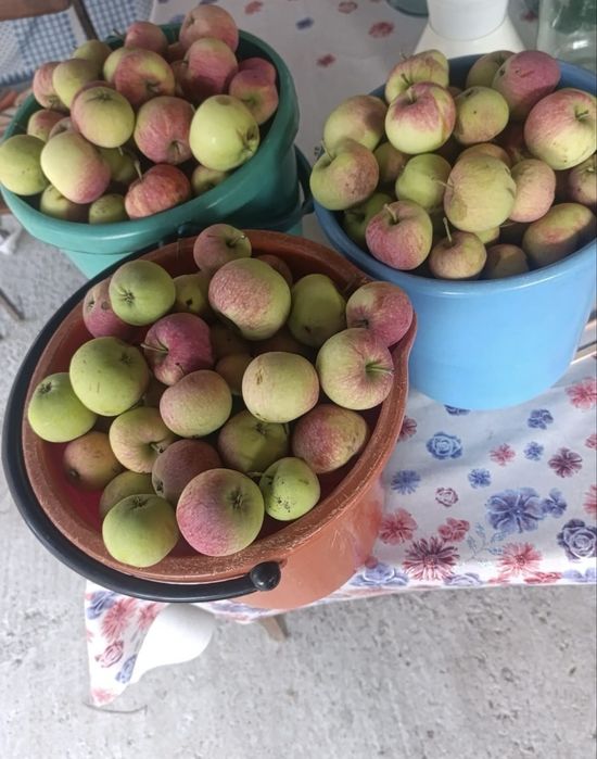 Продам домашние яблоки