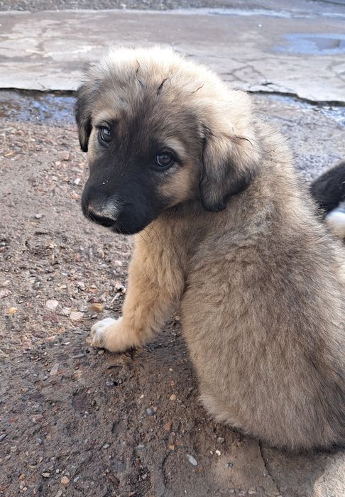 Милым щенком нужен дом