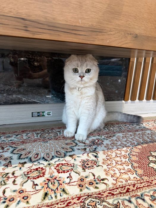 Skotish fold va skotish straid para