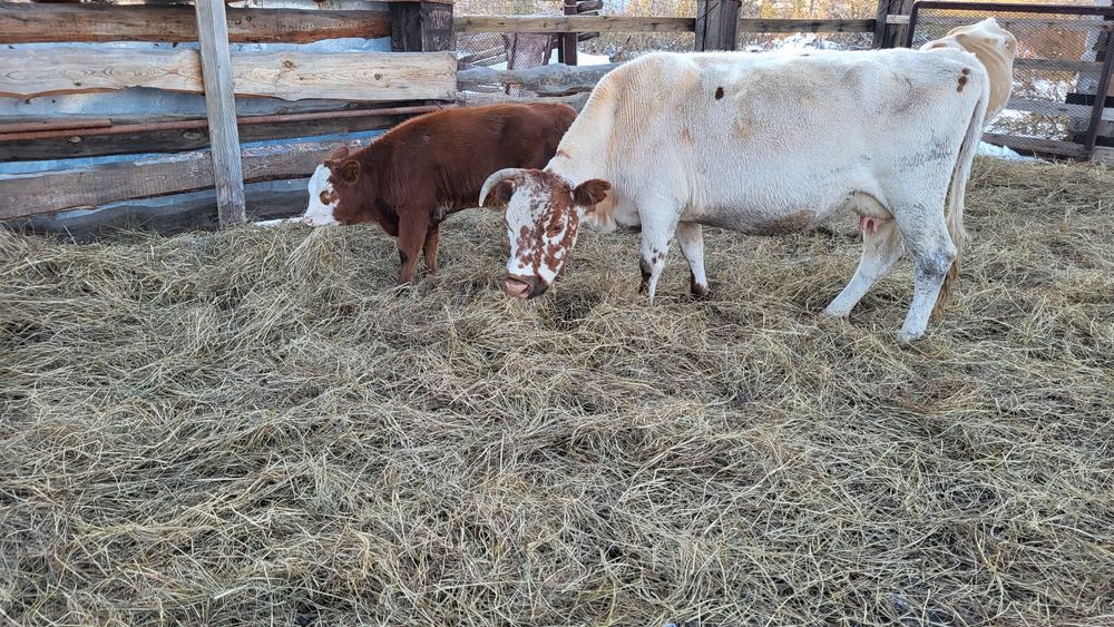 Корова с телёнком