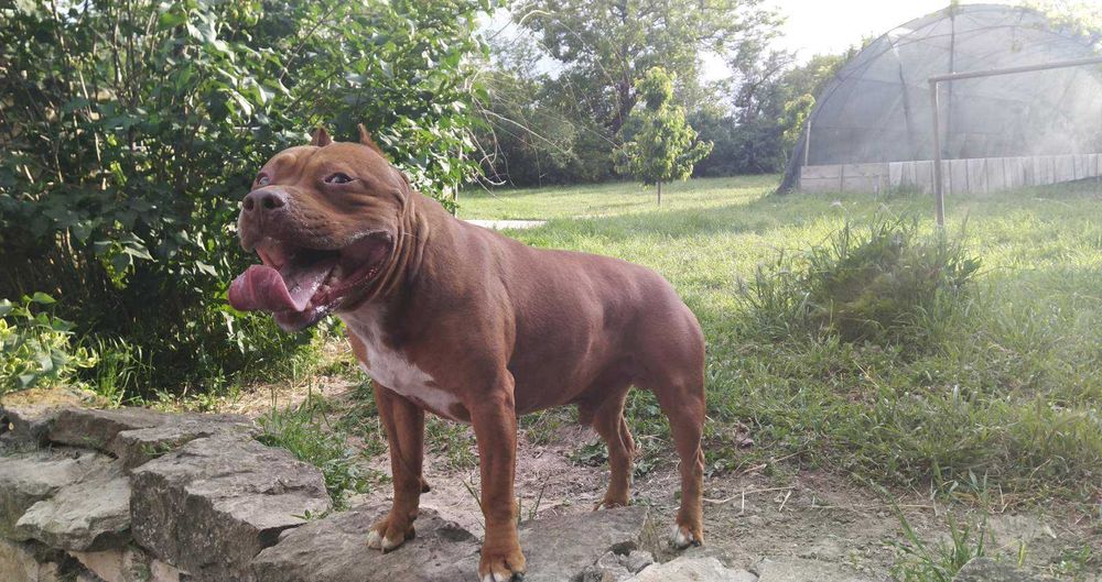 Американски питбул териер ,,Ред ноус''(American pitbull terrier Red nose)