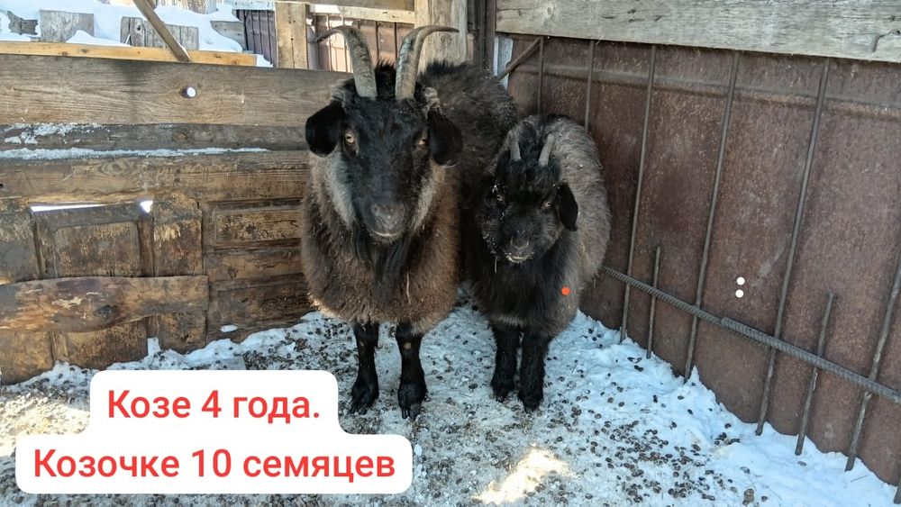 Козы козочки и козленок продажа