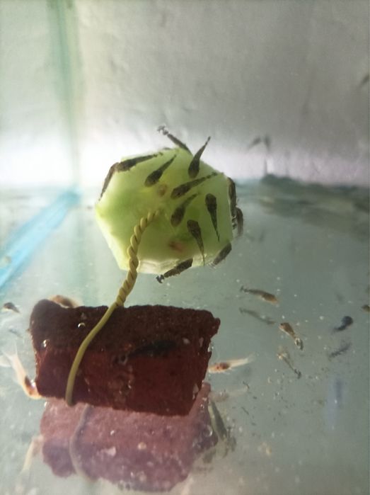 Аквариумни рибки-Анцитруси,Гупи,Молинези