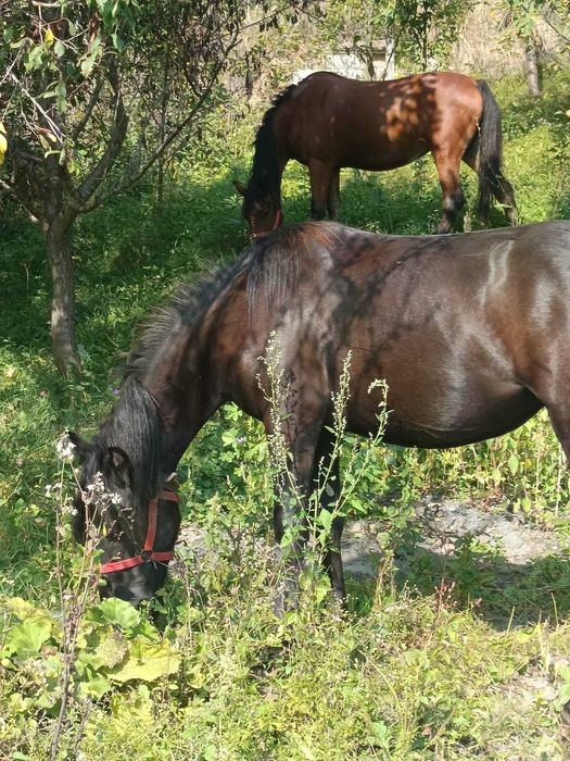 Se vinde doua iepe la prețul de 150 milioane ele se pot vedea în localitatea Gura -Teghii jud. Buzău detalii la proprietar ion pintea Nr 0746820717