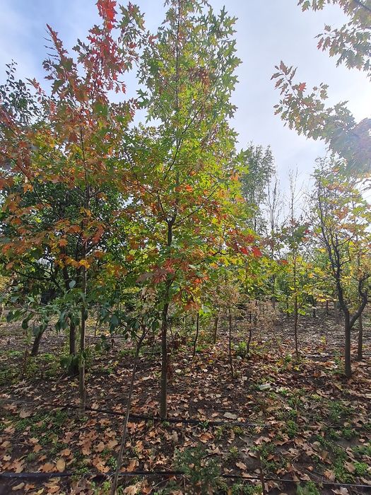 Vând arbori,paltin stejar,platan.tei