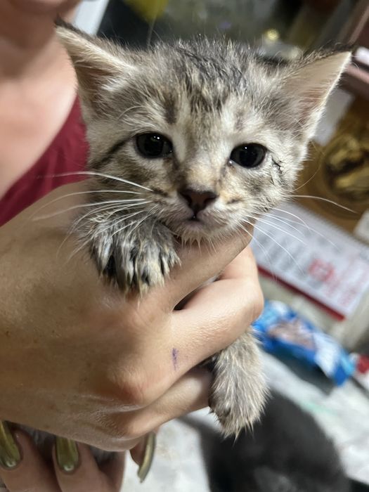 Отдаю котят в добрые руки