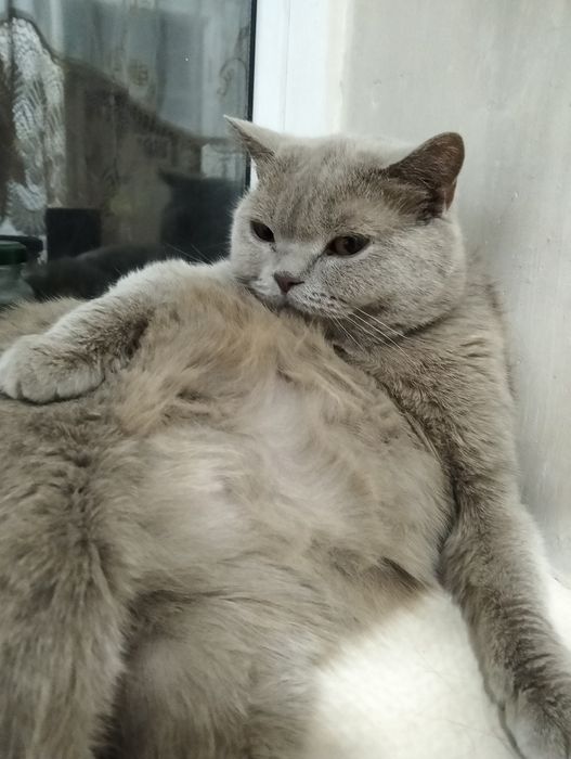 Кошка породистая