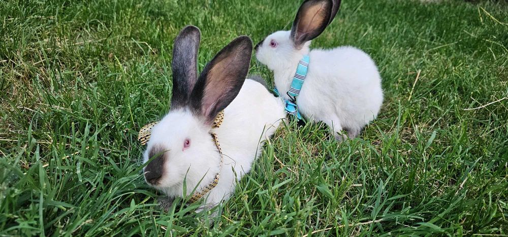 Iepuri Marele Belgian și Uriaș de Transilvania