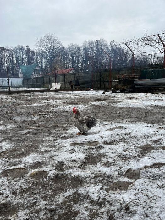 Vând cochinchina pitic