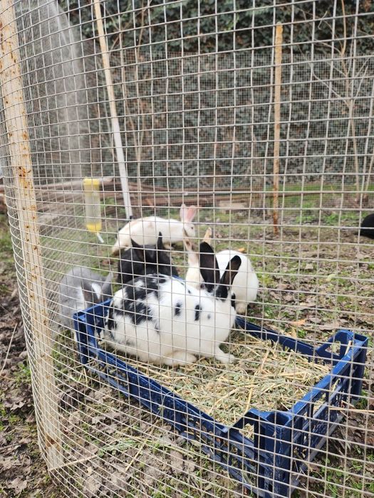 Quyon bolalari sotiladi