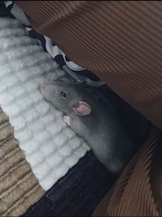 Отдам крыску в добрые руки