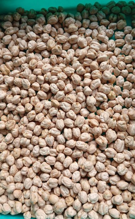 No'xat gibrid optom 25 kg qopda, gibrid no'xat Hindiston maxsuloti