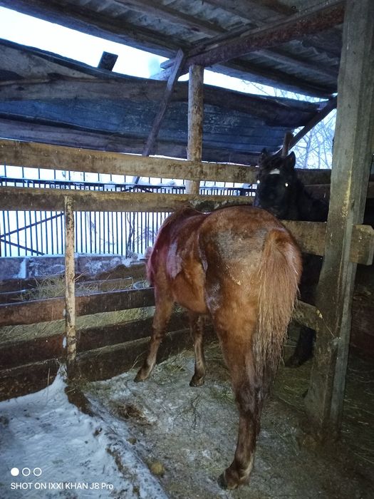 Продам жеребенок