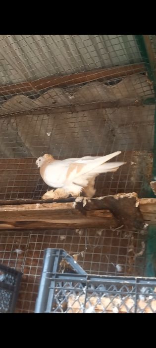 Голубка на продажу