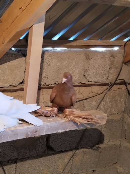 Голуби персы жолый