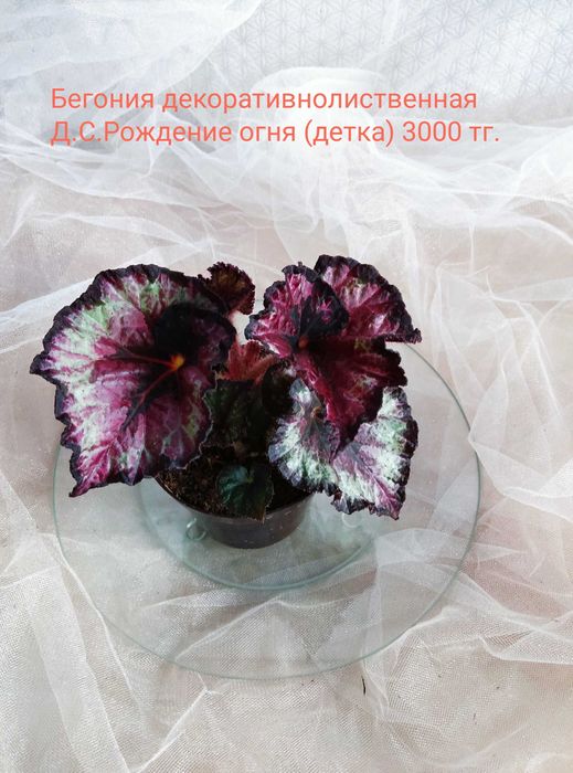 Комнатные растения