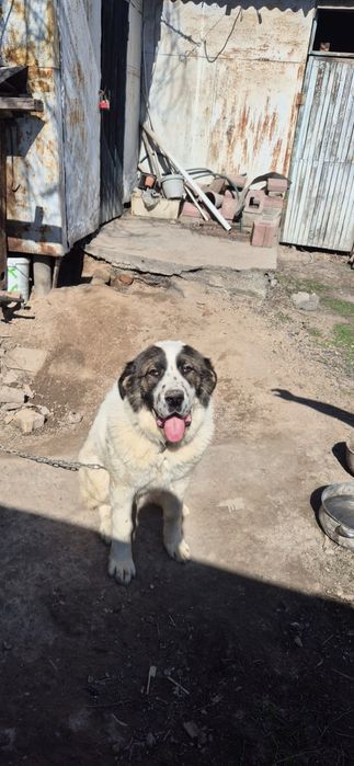 Собака  Алабай чистокровная