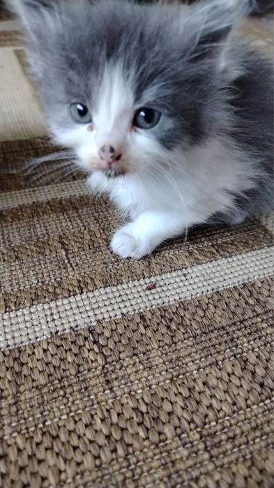 Котята ищут дом.