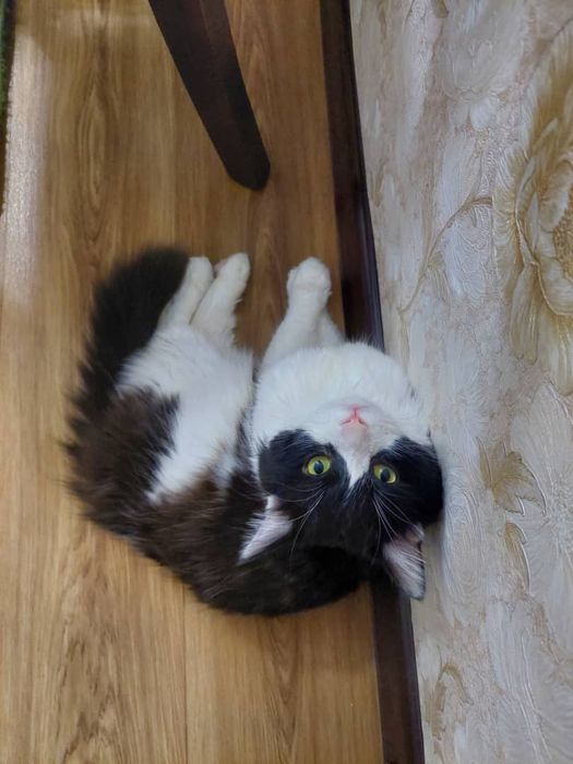 Пропал Кот помогите найти