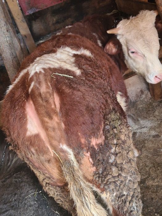 Un tauras 10 luni frumos mâncăcios baltat din vaca foarte mare bun  sa