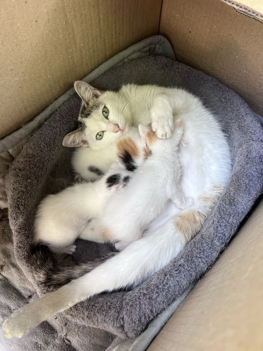 кошка с котятами