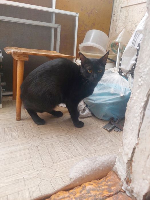 Котята и подросшие кошки