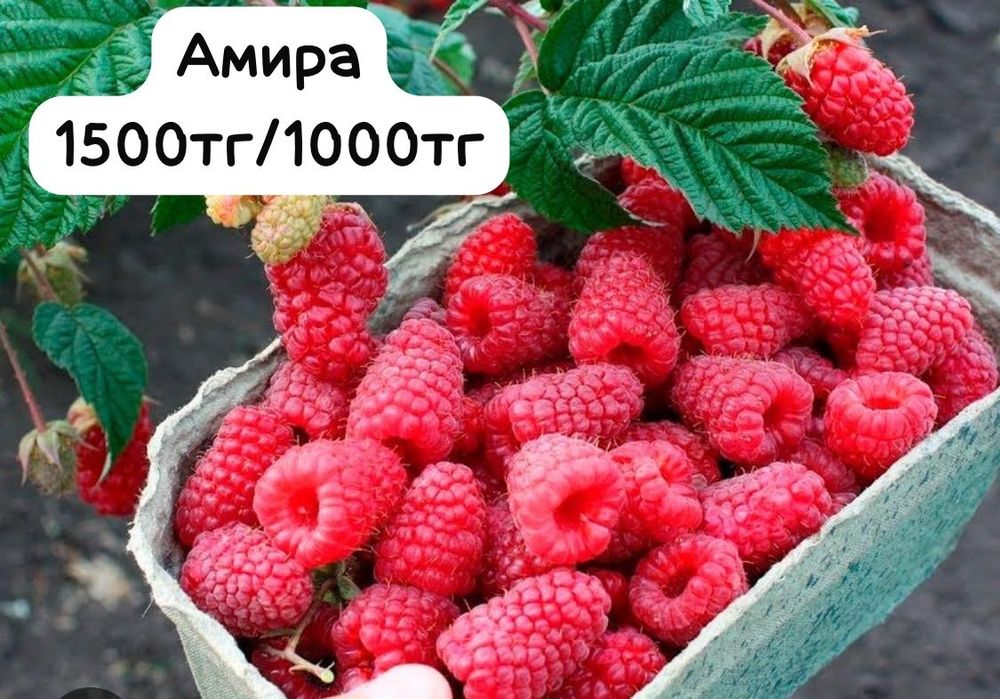 Саженцы малины ремонтантных сортов