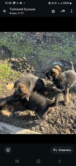 Продам щенки немецкий овчарки