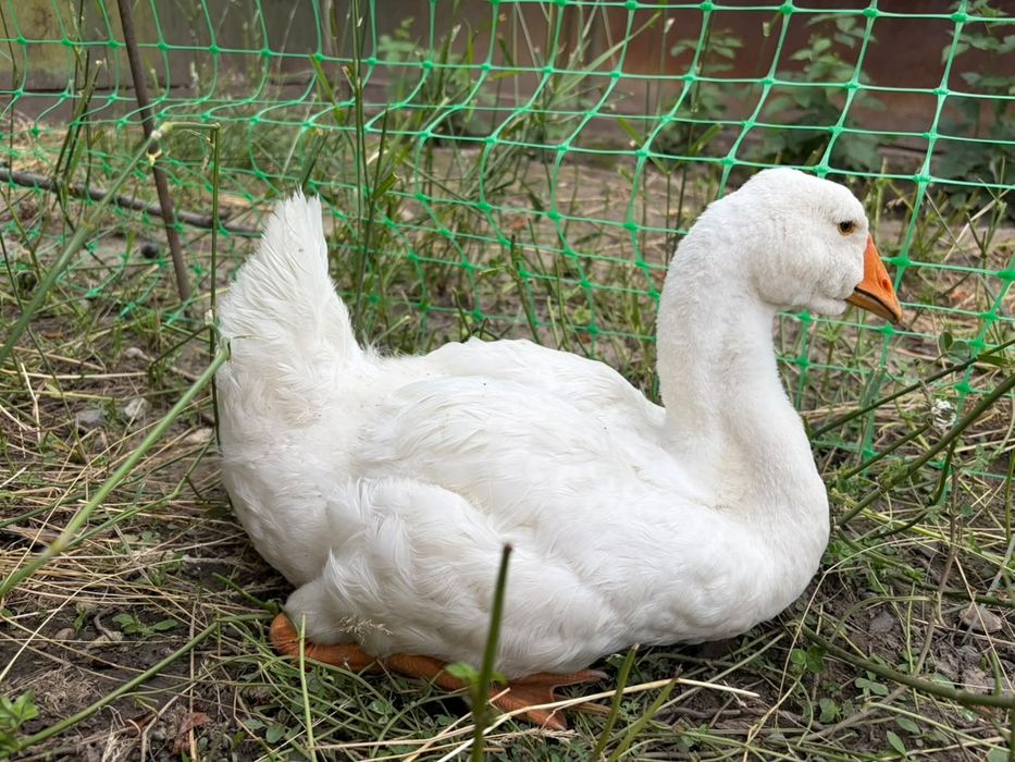 Продам Гусей 2 шт
