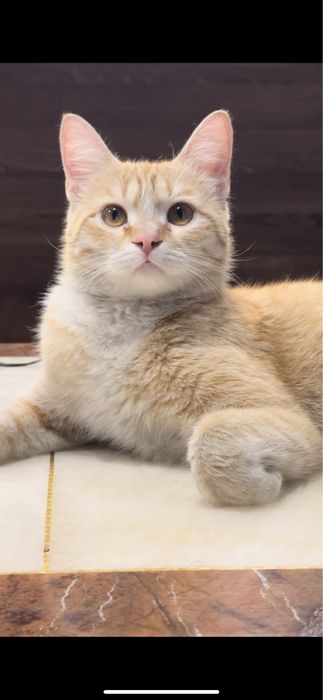 Отдам кота в хорошие руки