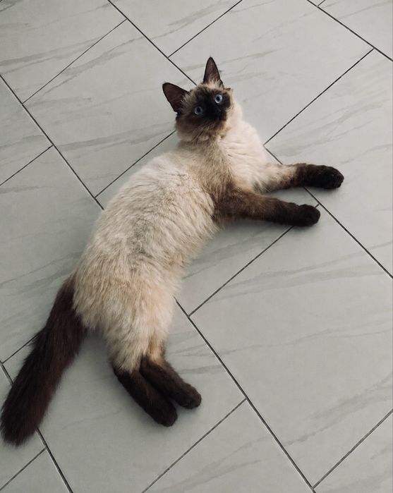 Котенок-siemas colopoint