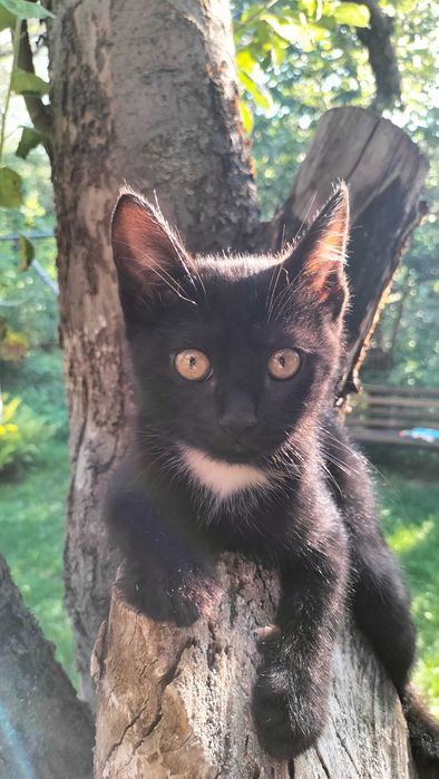 Котенок черный  бесплатно